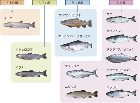 有鱗魚種類|魚の鱗